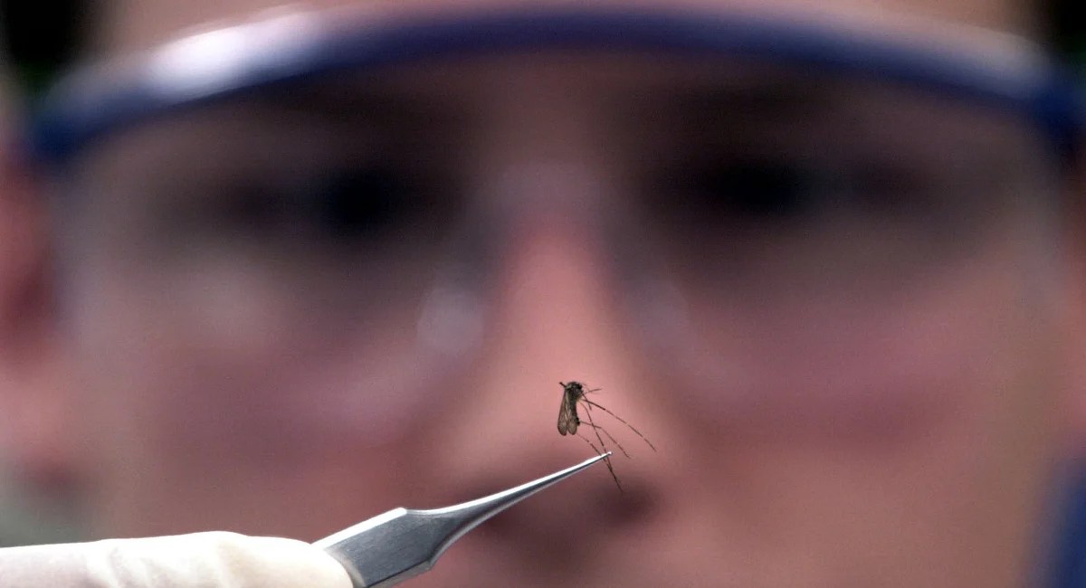 West Nile Virus: NYC's Mosquito Population on High Alert (2026)